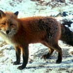 250px-Vulpes_vulpes_standing_in_snow