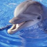 delfins-150x150