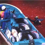 taiji-dolphin-hunt-150x150