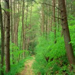 Weiser_State_Forest_Walking_Path-150x150