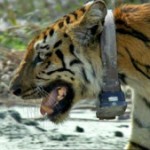 tiger-collar-150x150